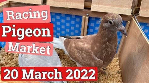 Racing Pigeon Market Lier March Youtube