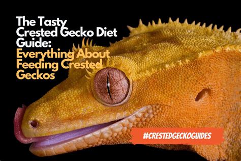 Crested Gecko Diet Guide Feeding Your Crested Gecko