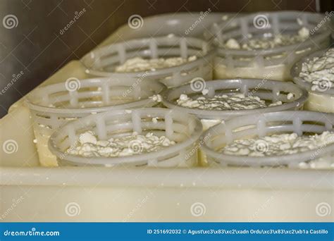 Artisan Production of Fresh Goat S Milk Cheese Stock Photo - Image of ...