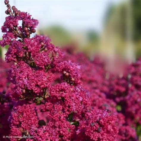 Lagerstroemia Indica Braise D Et Indybra Early Indian Lilac Red