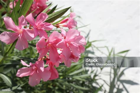 oleander plant  pink flowers typical   mediterranean areas