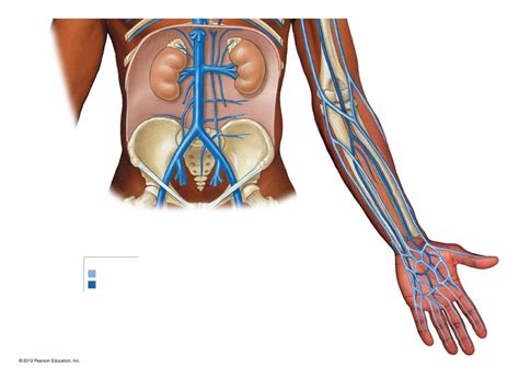 Upper Body Veins Diagram Quizlet