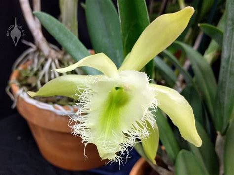 AboutOrchids » Blog Archive » The Sweet Scent of Brassavola Orchids