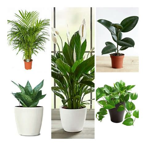 PLANTAS QUE PURIFICAN EL AIRE Cuales Son En Casa 2019