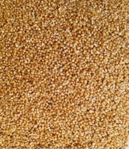 Organic Kodo Millet For Cattle Feed Cooking Style Dried At Rs 75