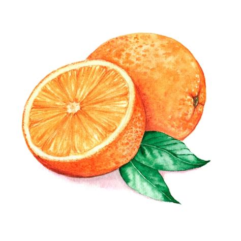 Premium Photo | Hand drawn watercolor illustration of isolated orange