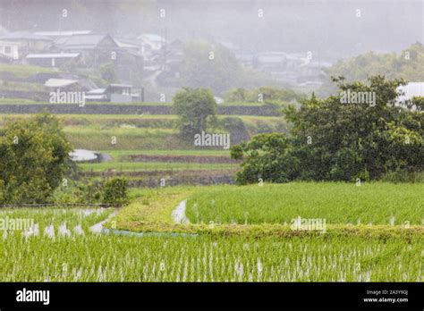 Hard Rain Falls On Rice Field In Japanese Countryside Stock Photo Alamy