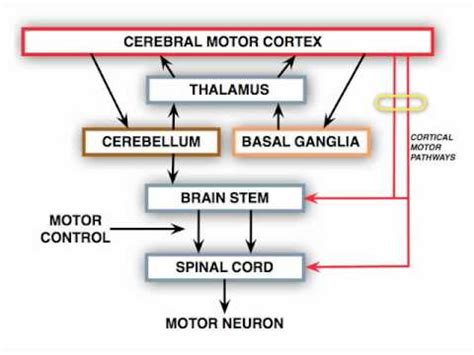 Upper Vs Lower Motor Neuron | Webmotor.org