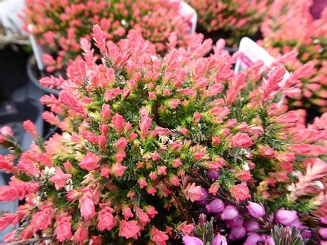 Calluna Vulgaris Spring Torch