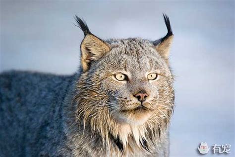 兔狲和猞猁 狞猫和猞猁 兔狲 大山谷图库