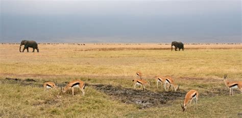 Ngorongoro Crater Wildlife Stock Photo Download Image Now African