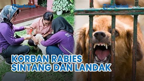 Waspada Rabies Memakan Korban Di 2 Kabupaten Sintang Dan Landak YouTube