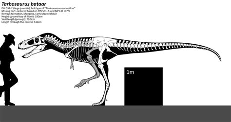 skeleton of a juvenile Tarbosaurus : Naturewasmetal