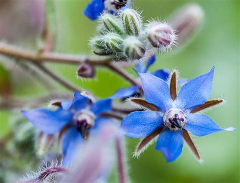 Borage Guide How To Grow Care For Borago Officinalis