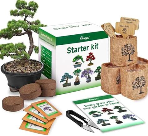 The 10 Best Bonsai Starter Kits Editor Recommended Pdhre