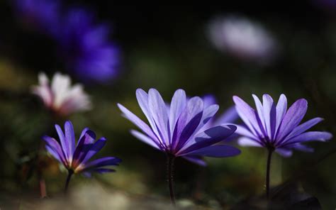 Wallpaper Flowers Plants Purple Frankfurt Blue Blossom Spring