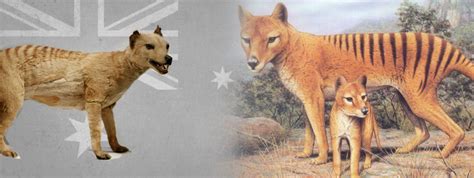 The Tasmanian Wolf | Wolf Stuff