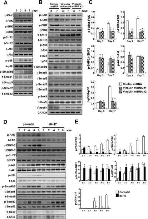 Altered Signaling During The Chondrocytic Differentiation In The Cells