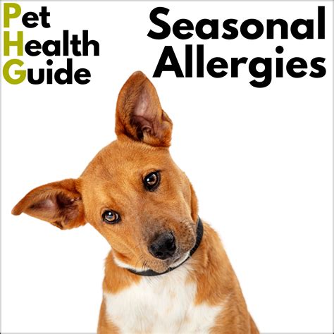 What Can I Give My Dog For Seasonal Allergies