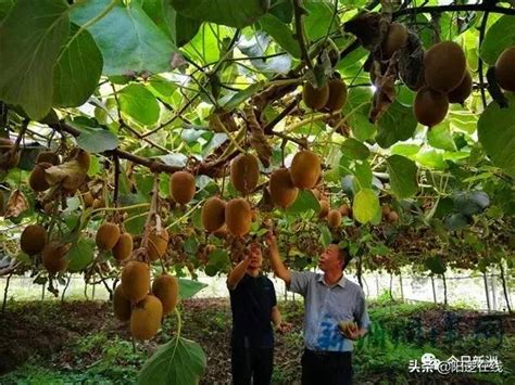 5000畝！新洲漲渡湖打造全國最大獼猴桃基地 每日頭條