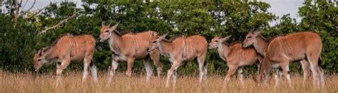 16 Types of Antelope: Species, Habitats, Diets