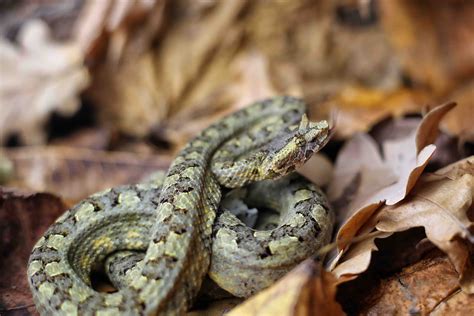 The Most Interesting Snakes in China | WildChina