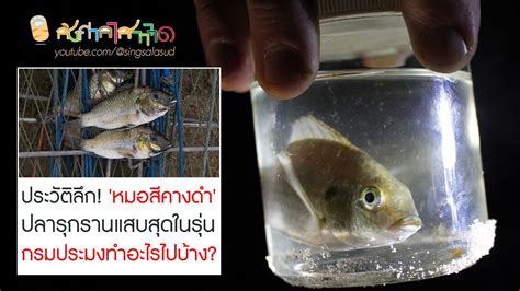 ประวตลก หมอสคางดำ ปลารกรานแสบสดในรน กรมประมงทำอะไรไปบาง