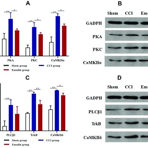 The Gene Expression Of Plcβ1 Pkc Pka Camk Ii α Camk Ii δ And Ntrk2 Download Scientific