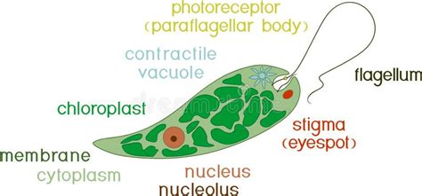 Structure Of A Euglena Stock Vector Illustration Of Green 34424805