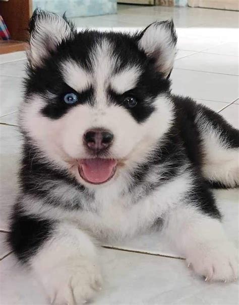 Black and white Husky - Pet Finder Philippines - Buy and Sell Pets Online