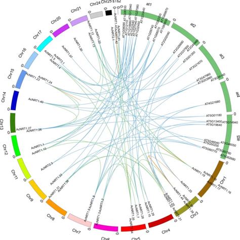 Tandem Duplication And Segmental Duplication Of Pineapplenrtgenes And