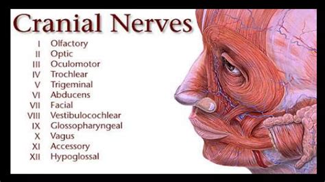 Clinical Examination Of Cranial Nerves Ppt