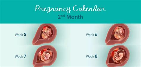 2 Months Pregnant: Symptoms & Fetal Development | Pampers CA