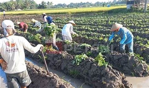 Panduan Lengkap Cara Menanam Ubi Jalar Yang Tepat