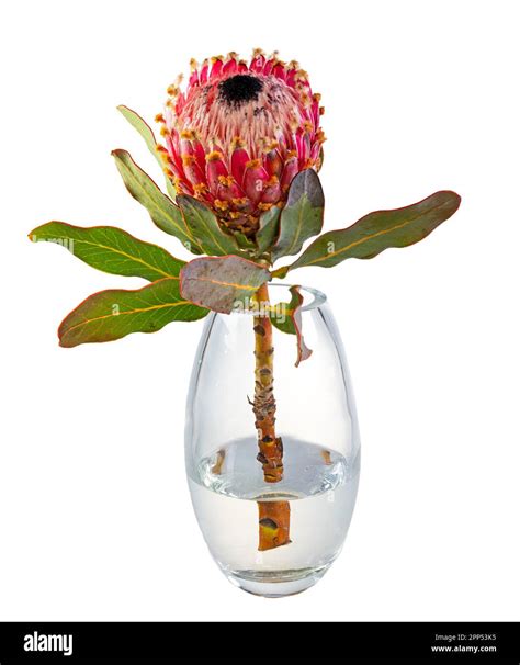 Isolated King Protea Protea Cynaroides Flower In Glass Vase Stock