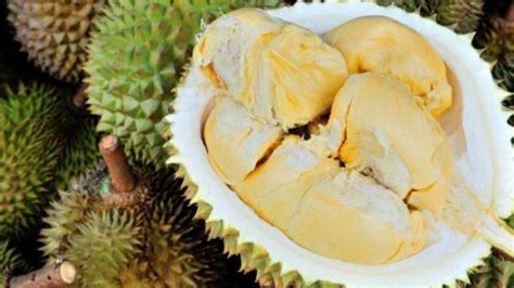 Kandungan Dan Sederet Manfaat Buah Durian Untuk Kesehatan Tribunpalu