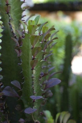 Euphorbia Trigona African Milk Tree Plants A Z The Gardener The