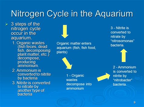 Aquarium Nitrogen Cycle Steps