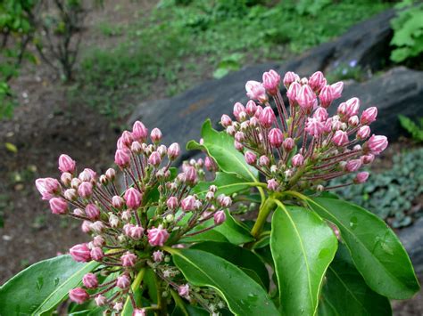 Photo #56304 | Kalmia latifolia | plant lust