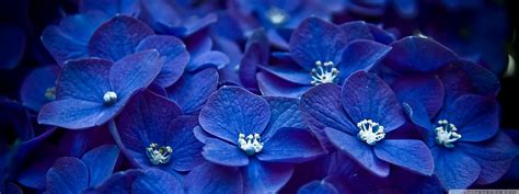 Blue Hortensia wallpaper | 1600x600 | #29504