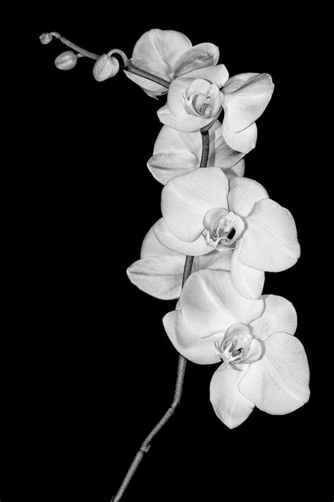 Orchid study in Black & White - Limited Edition of 10 Photography by ...