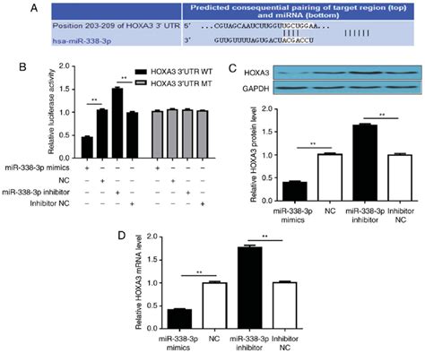 Mir 338 3p Targets The 3 Utr Of Hoxa3 Mrna A Predicted Binding Site