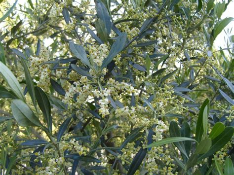 Acqua E Nutrienti Per Una Buona Fioritura Dellolivo Olivo E Olio