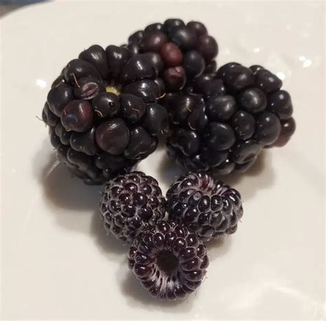 Are Blackberries And Black Raspberries The Same The Grow Monster