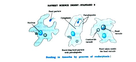 Describe The Process In Details By Which An Amoeba Obtains Its Food