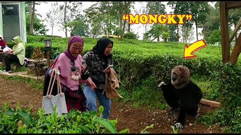 Monyet Prank Bikin Teriakan Histeris Prank Monyet YouTube