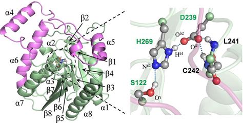 Position of the catalytic triad in the crystal structure of apo-hMGL ...