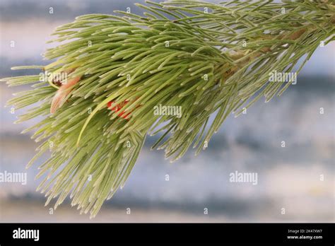 Planta de arbusto australiano fotografías e imágenes de alta resolución