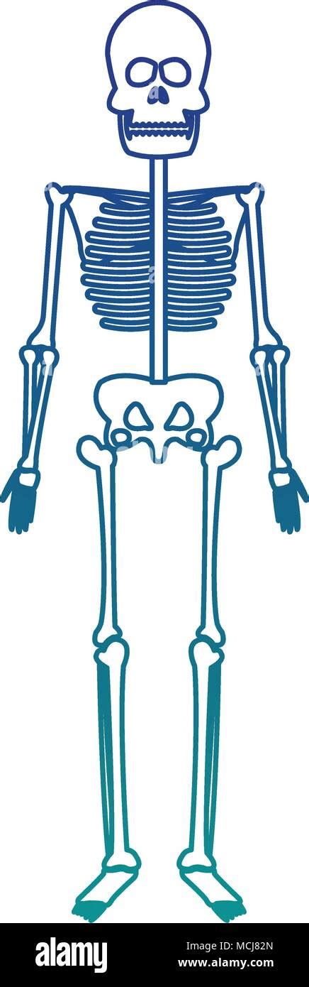 Menschliches Skelettmodell Stock Vektorgrafiken Kaufen Alamy