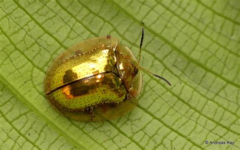 EcuadorLife — Golden Tortoise beetle, Cassidinae by Andreas...